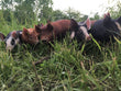 Pastured Pork Sampler Pack, DEPOSIT