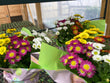 Spring potted plants